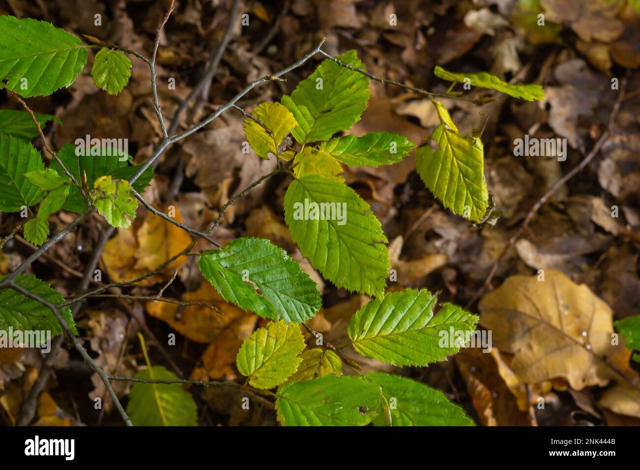 Hornbeam leaves. Autumn leaves in golden color and with beautiful texture. Stock Photo