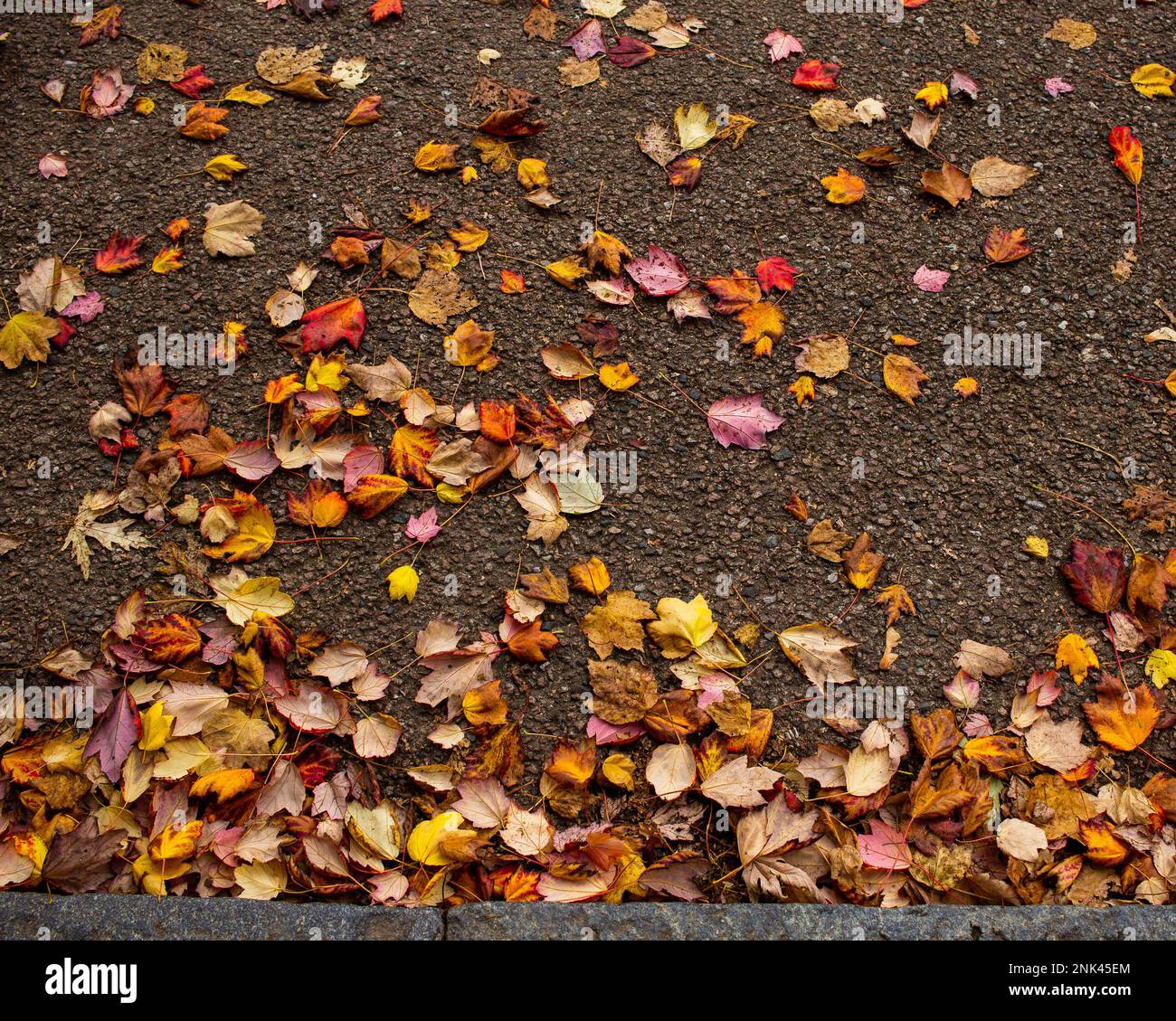 A scattering of brightly coloured leaves on a road surface in autumn/fall. Suitable as background image to add extra text and other objects Stock Photo