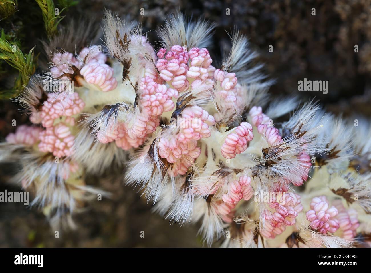 Male catkin of aspen, Populus tremula Stock Photo