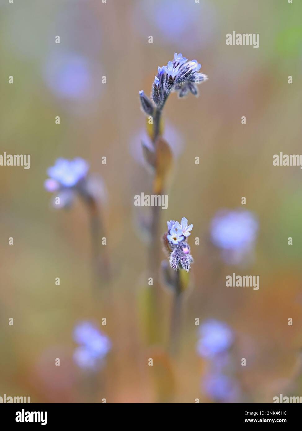 Blue scorpion grass, Myosotis stricta, also known as strict forget-me-not, wild spring flower from Finland Stock Photo