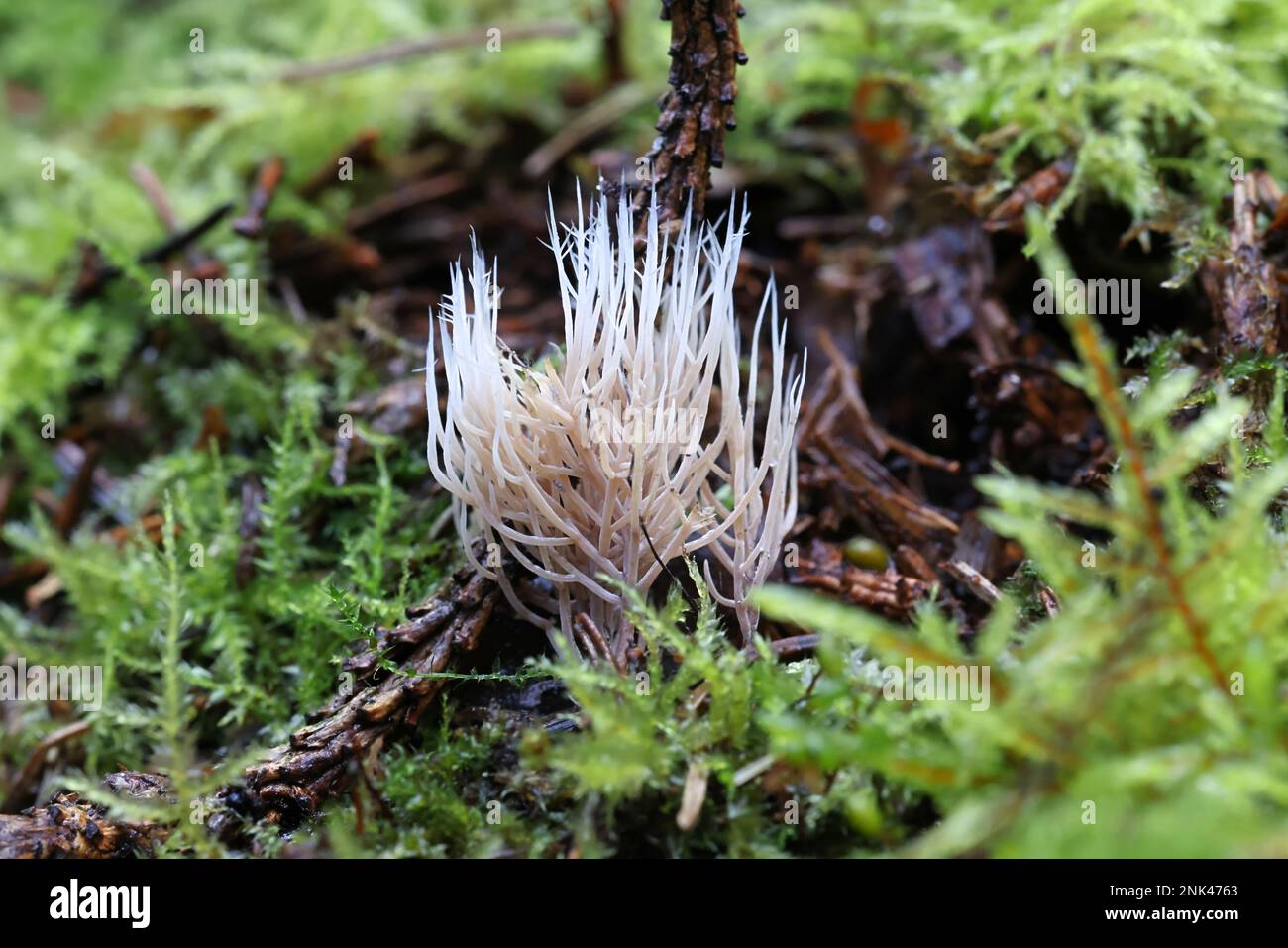 Pterula multifida, a coral fungus growing on spruce litter in Finland, no common English name Stock Photo