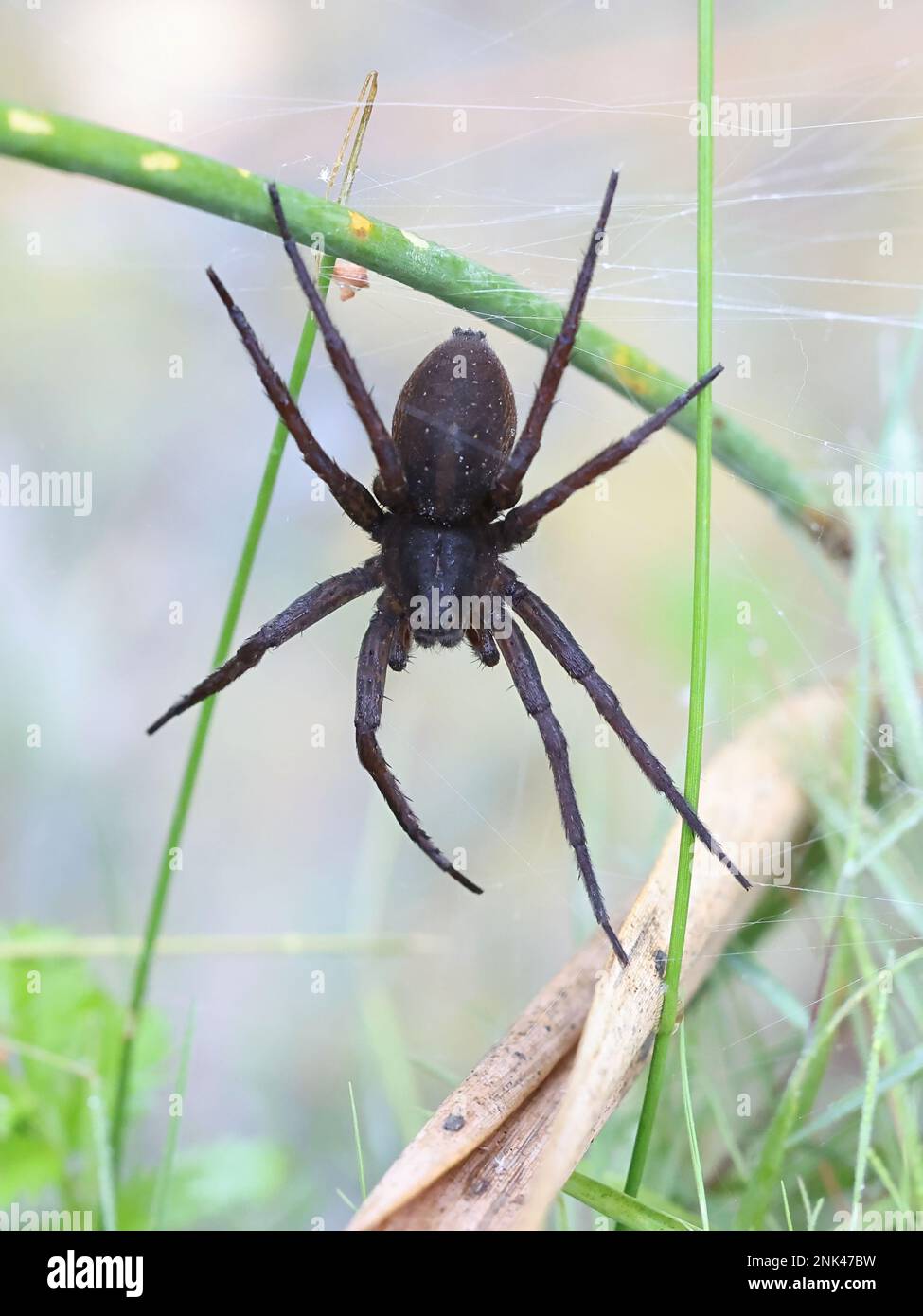 Great raft spider, Dolomedes plantarius, also called  fen raft spider, huge semiaquatic spider from Finland Stock Photo