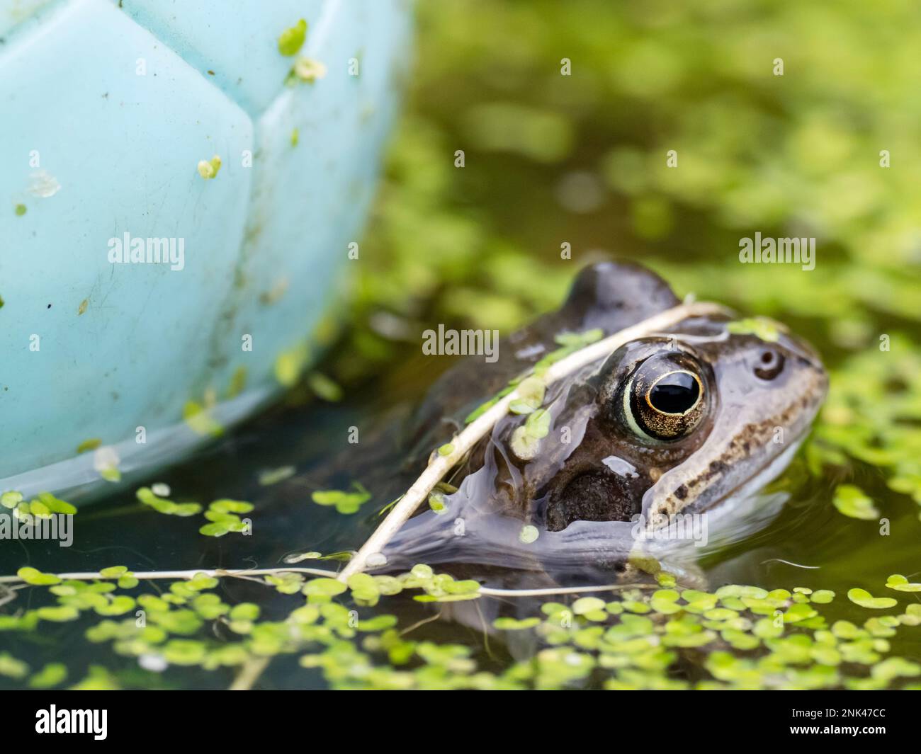 Common Frog, Rana temporaria amongst frogspawn, in a garden pond in Ambleside, Lake District, UK