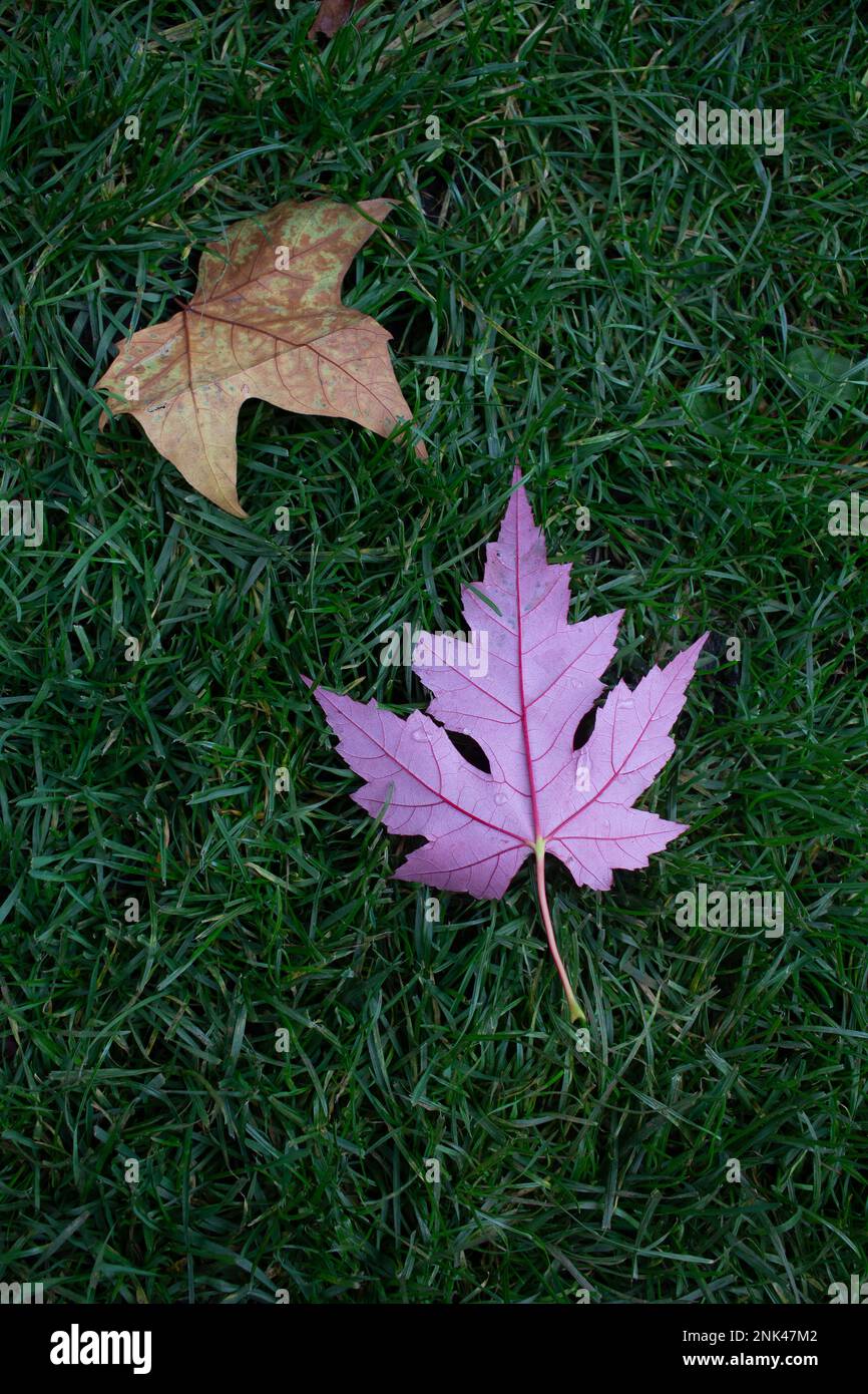 A vertically aligned image of a purple and a gold leaf on green grass Stock Photo
