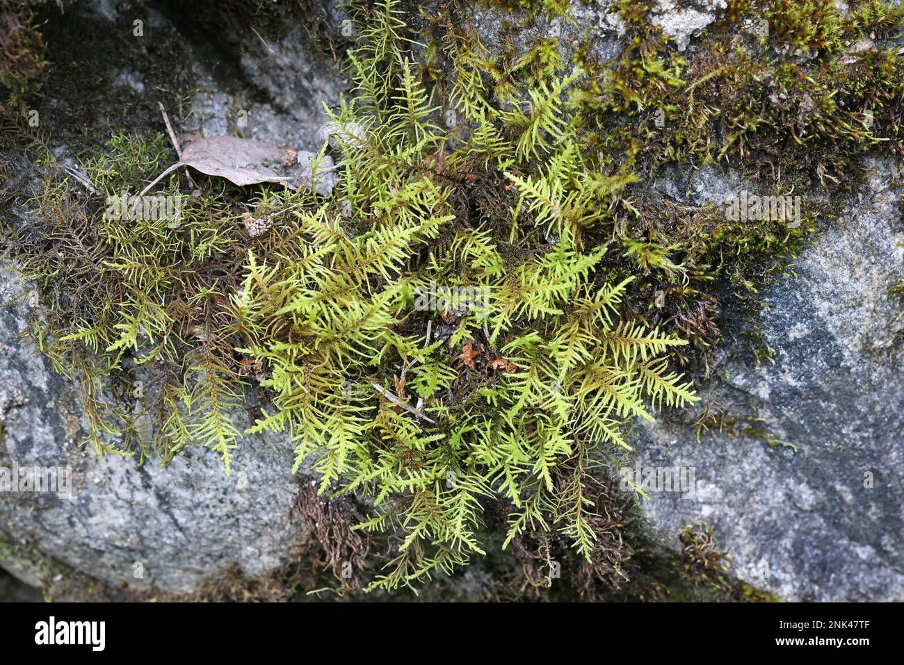 Abietinella abietina, also known as Thuidium abietinum, a pleurocarpuous moss from Finland, no common English name Stock Photo