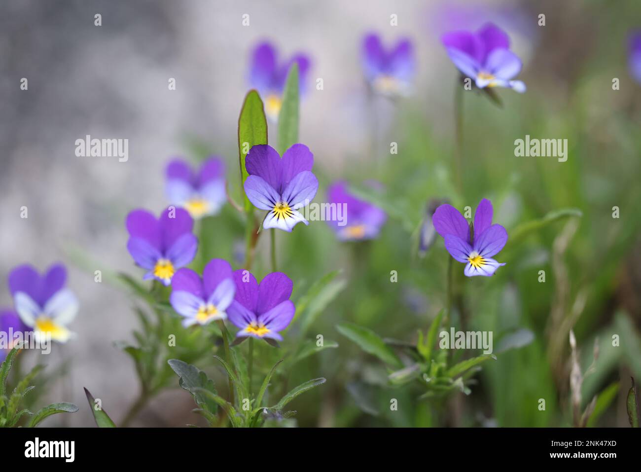 Viola tricolor, known as Johnny Jump up, heartsease, heart's delight and many other names, wild flower from Finland Stock Photo