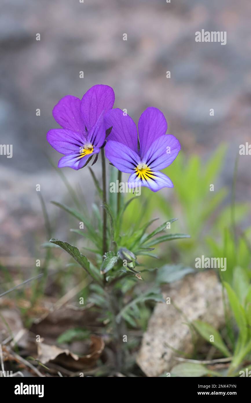 Viola tricolor, commonly knoen as wild pansy, Johnny Jump up, heartsease, heart's delight or tickle-my-fancy, wild flower from Finland Stock Photo