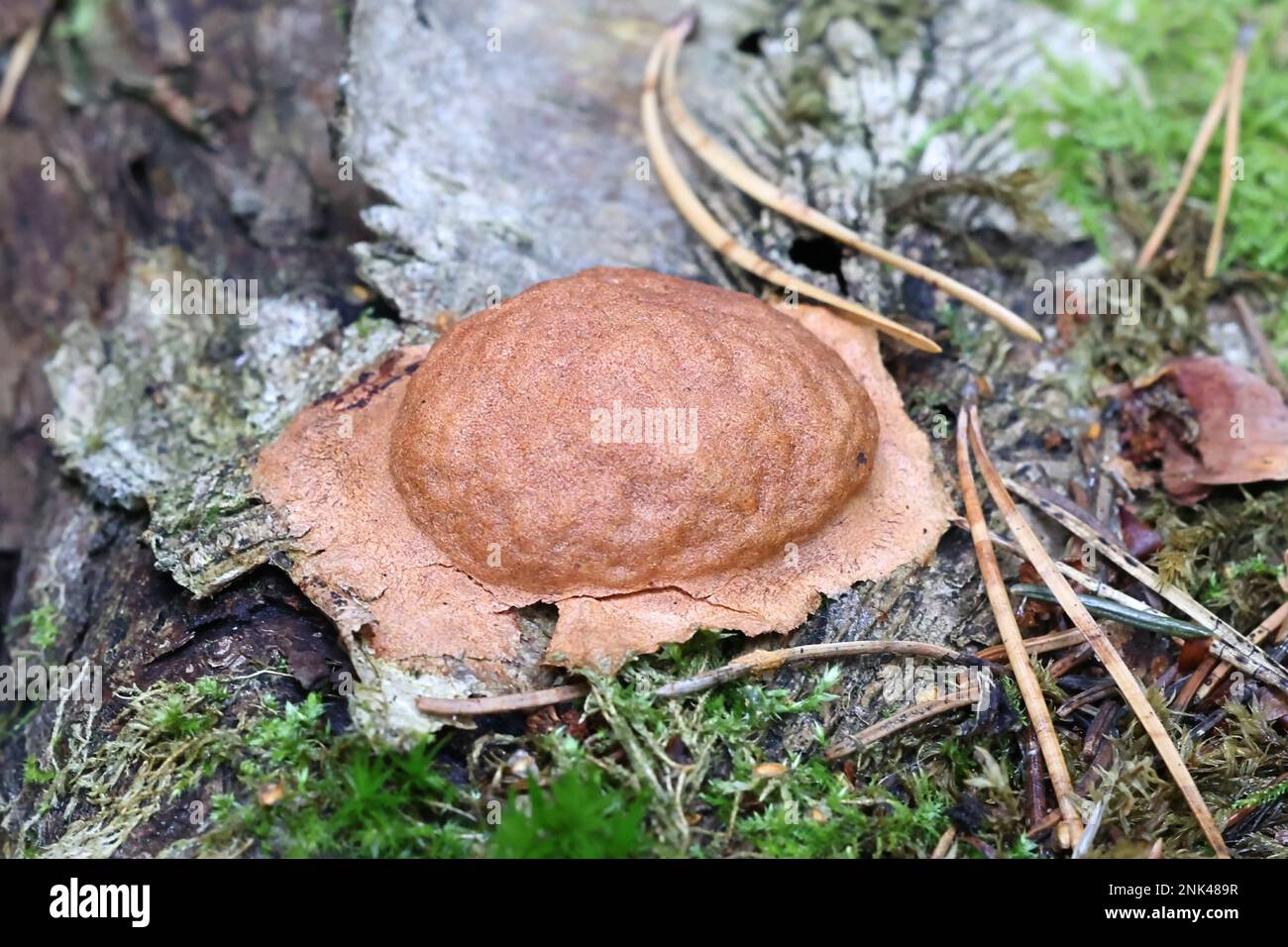 Fuligo leviderma, slime mold from Finland, no common English name Stock Photo