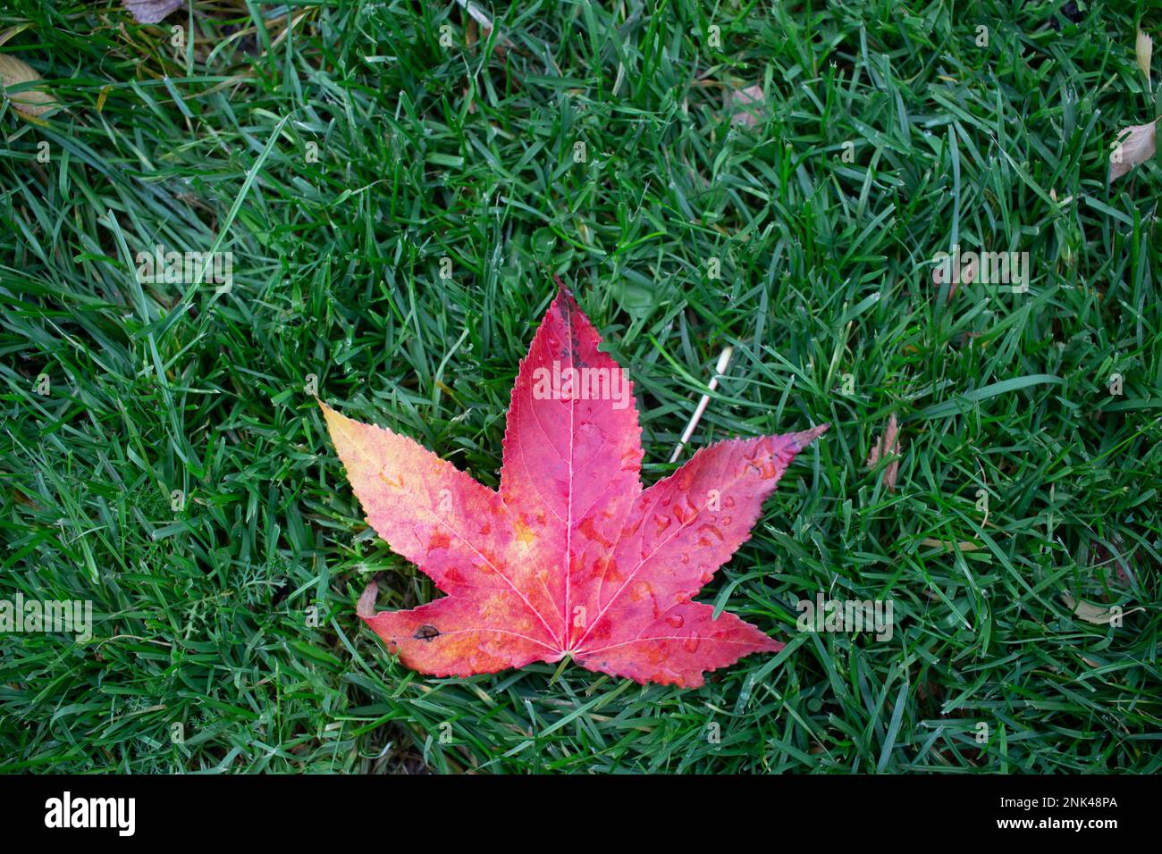 Looking straight down at a vibrant five pointed purple leaf on deep green grass Stock Photo