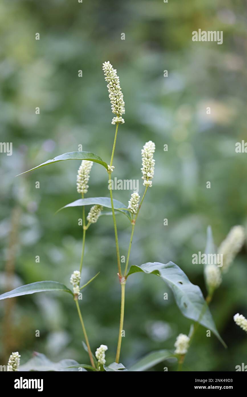 Pale Persicaria, Persicaria lapathifolia, also known as Curlytop knotweed, Pale smartweed or Willow weed, wild plant from Finland Stock Photo