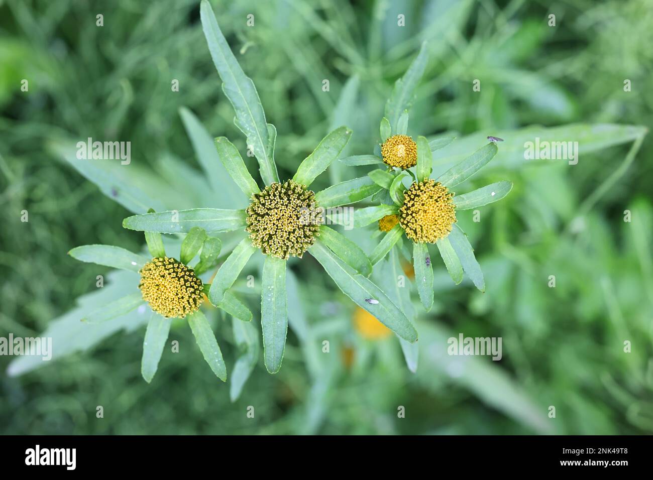 Greater Bur-marigold, Bidens radiata, also called Greater Bur Marigold, wild plant from Finland Stock Photo