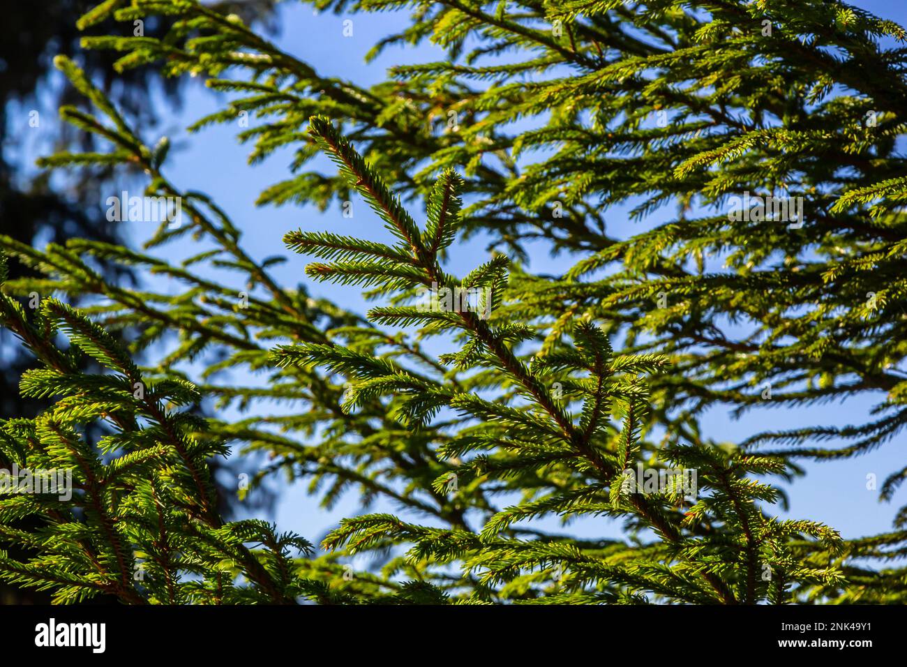 Norway spruce branch against blue sky - Latin name - Picea abies. Stock Photo