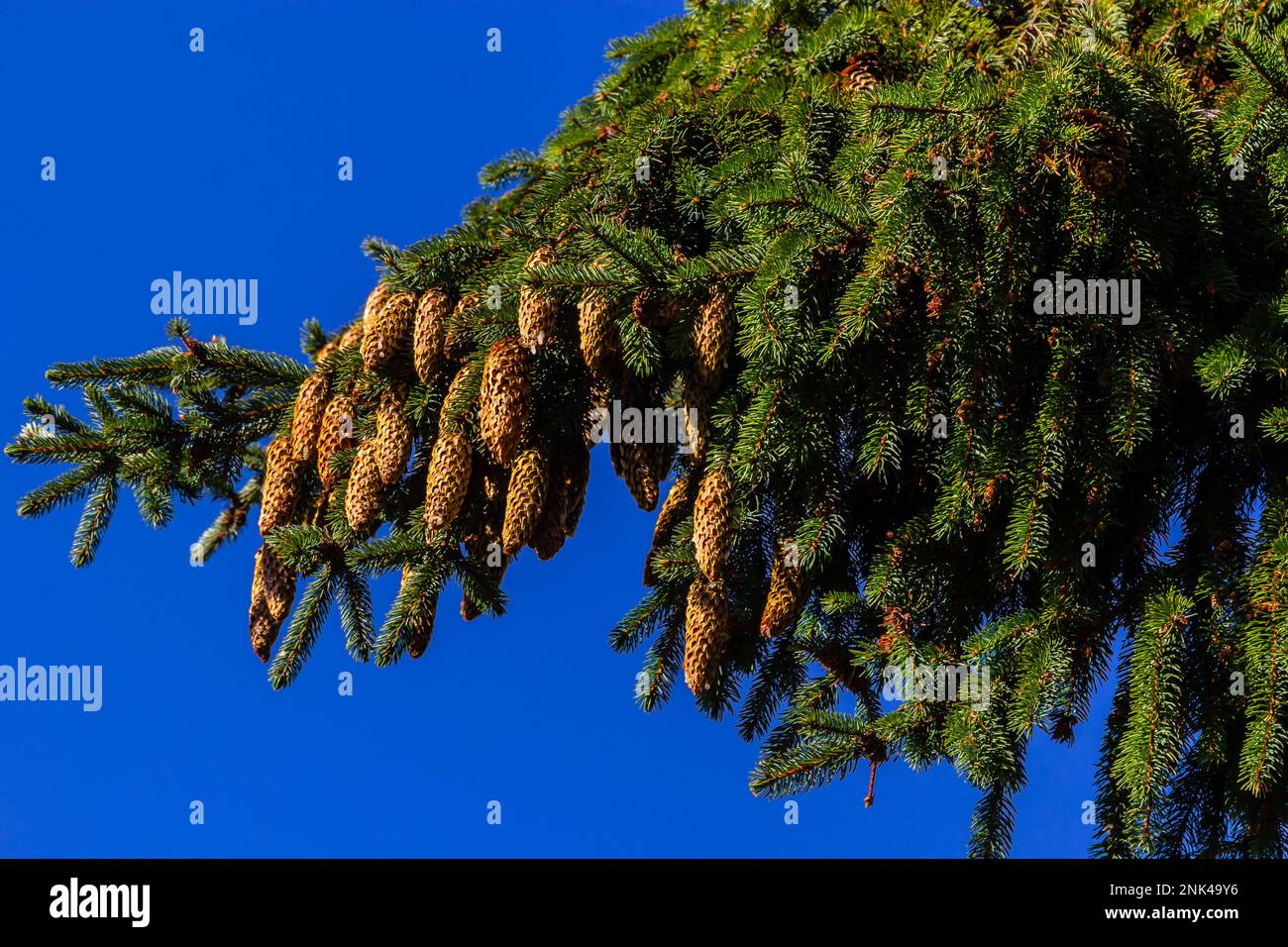 Branches with cones European spruce Picea abies on a background of blue sky. Stock Photo