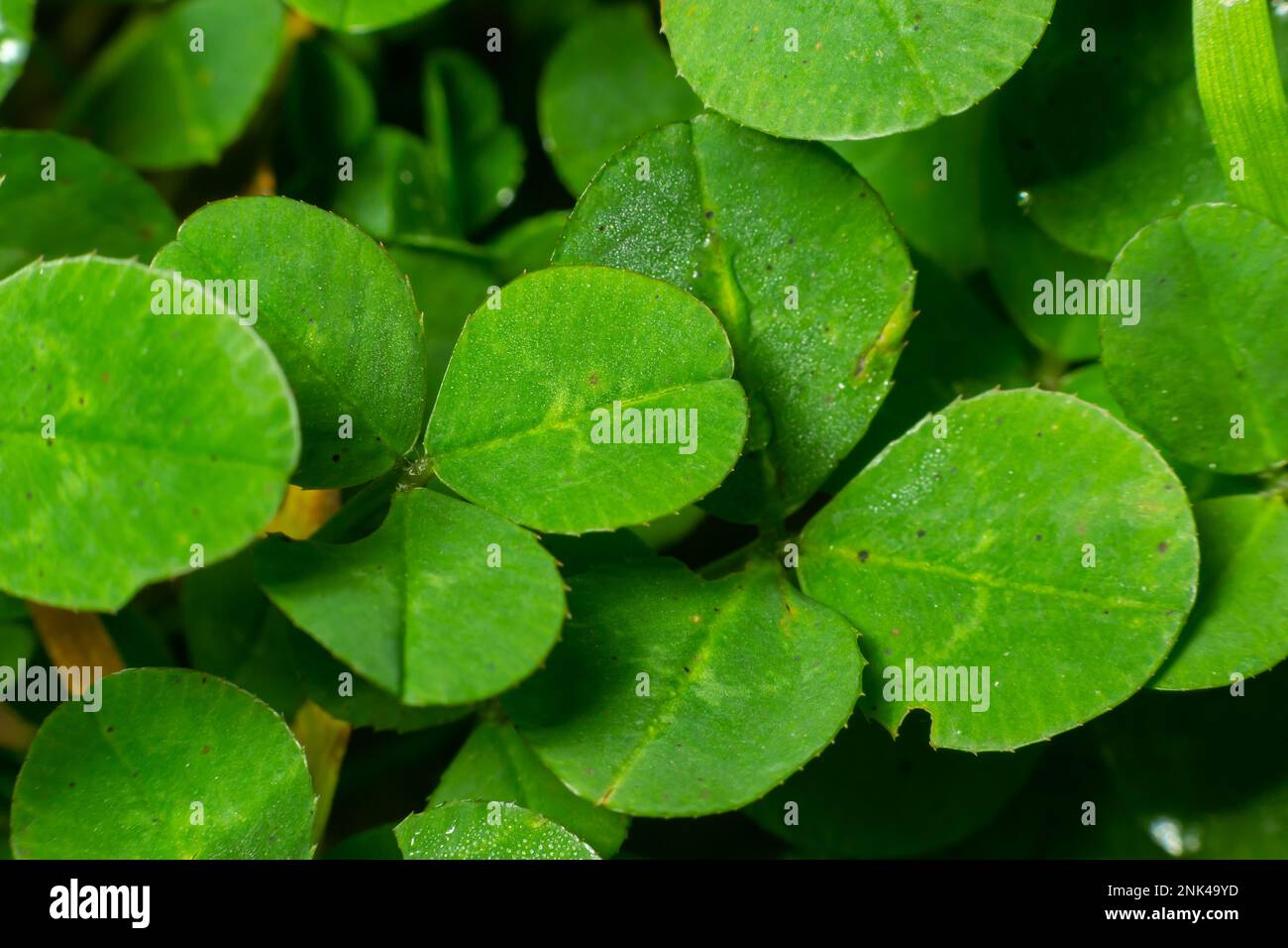 Lucky Irish Four Leaf Clover in the Field for St. Patricks Day holiday symbol. with three-leaved shamrocks. Stock Photo