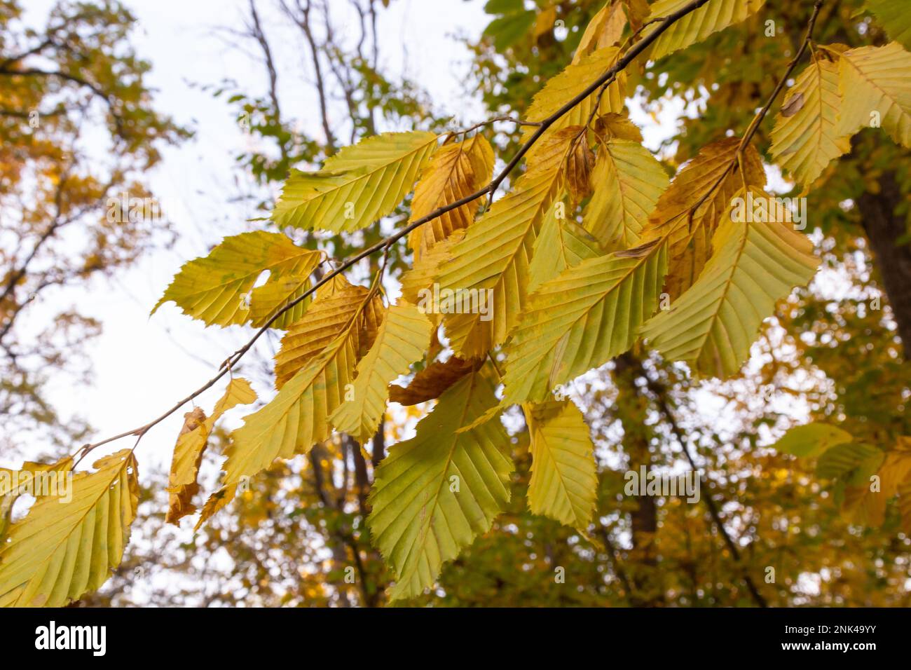 Autumn in the forest. Yellow hornbeam leaves close-up on a beautifully blurred background with bokeh. Stock Photo