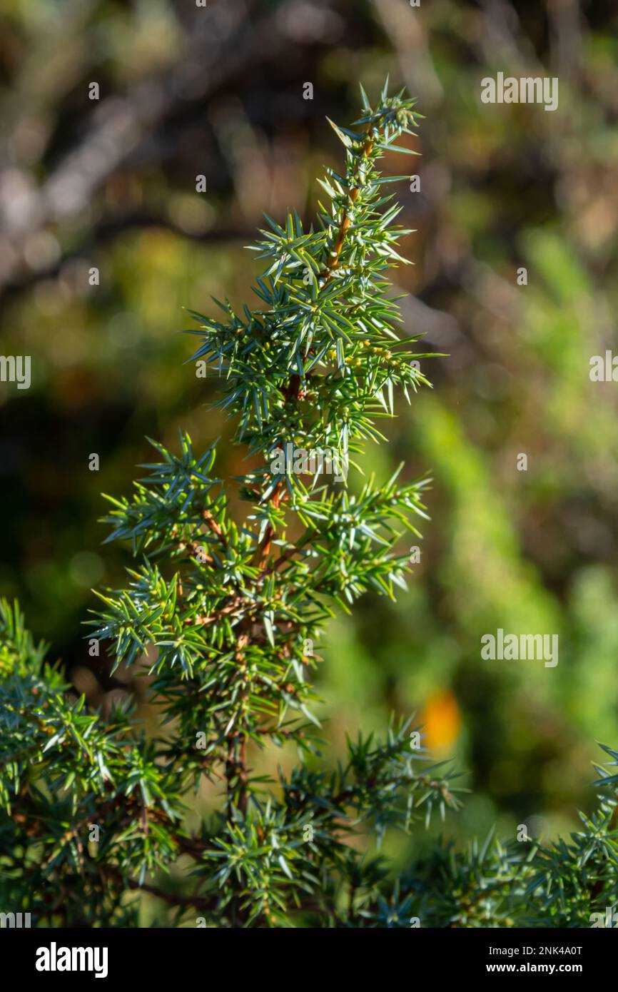 Juniperus communis, the common juniper, is a species of conifer in the family Cupressaceae. branches of common juniper Juniperus communis on a green b Stock Photo