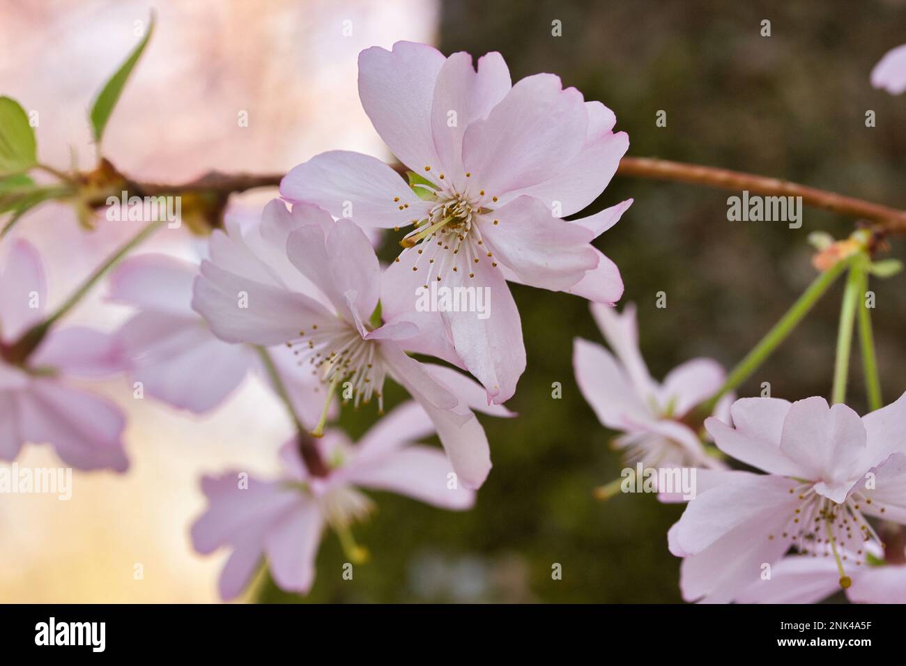 Close-up of a cherry blossom, bright diffuse background with more ...