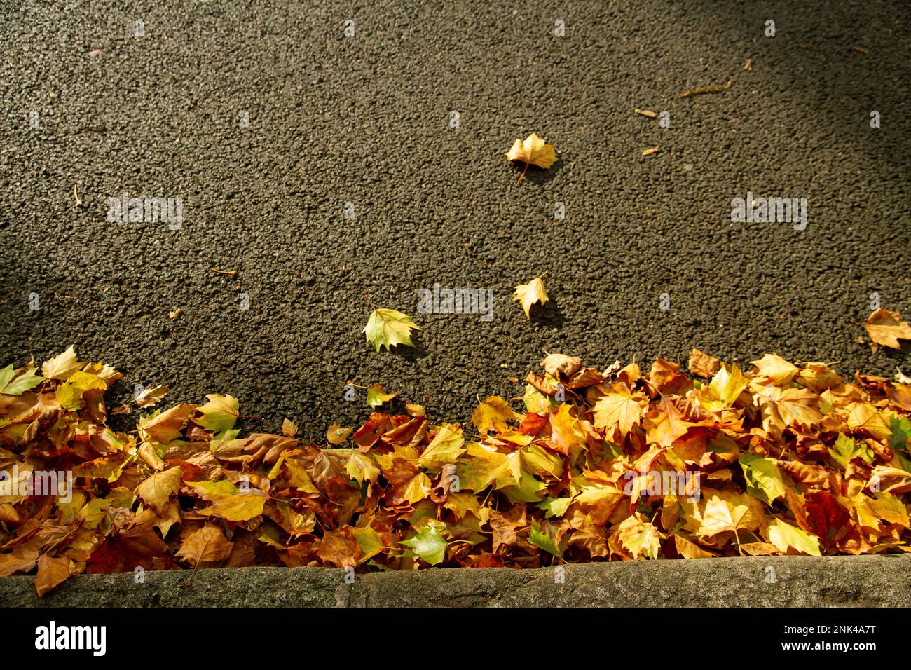Looking down onto orange and green autumn leaves on a roadside. Includes space on the neutral road surface to include text. Stock Photo
