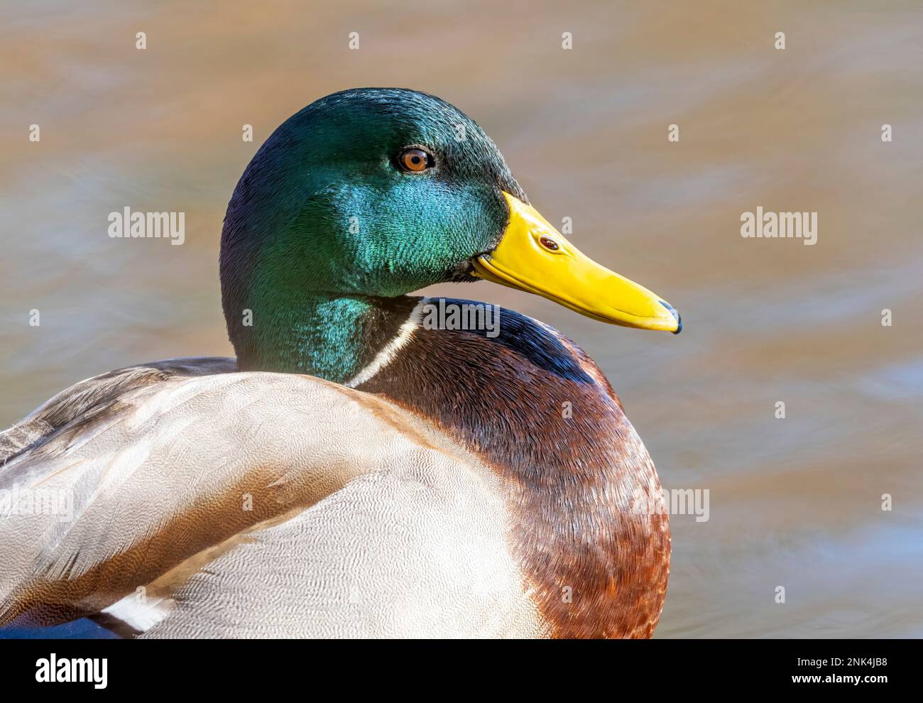 Portrait of a male Mallard duck, (Anas platyrhynchos Stock Photo - Alamy