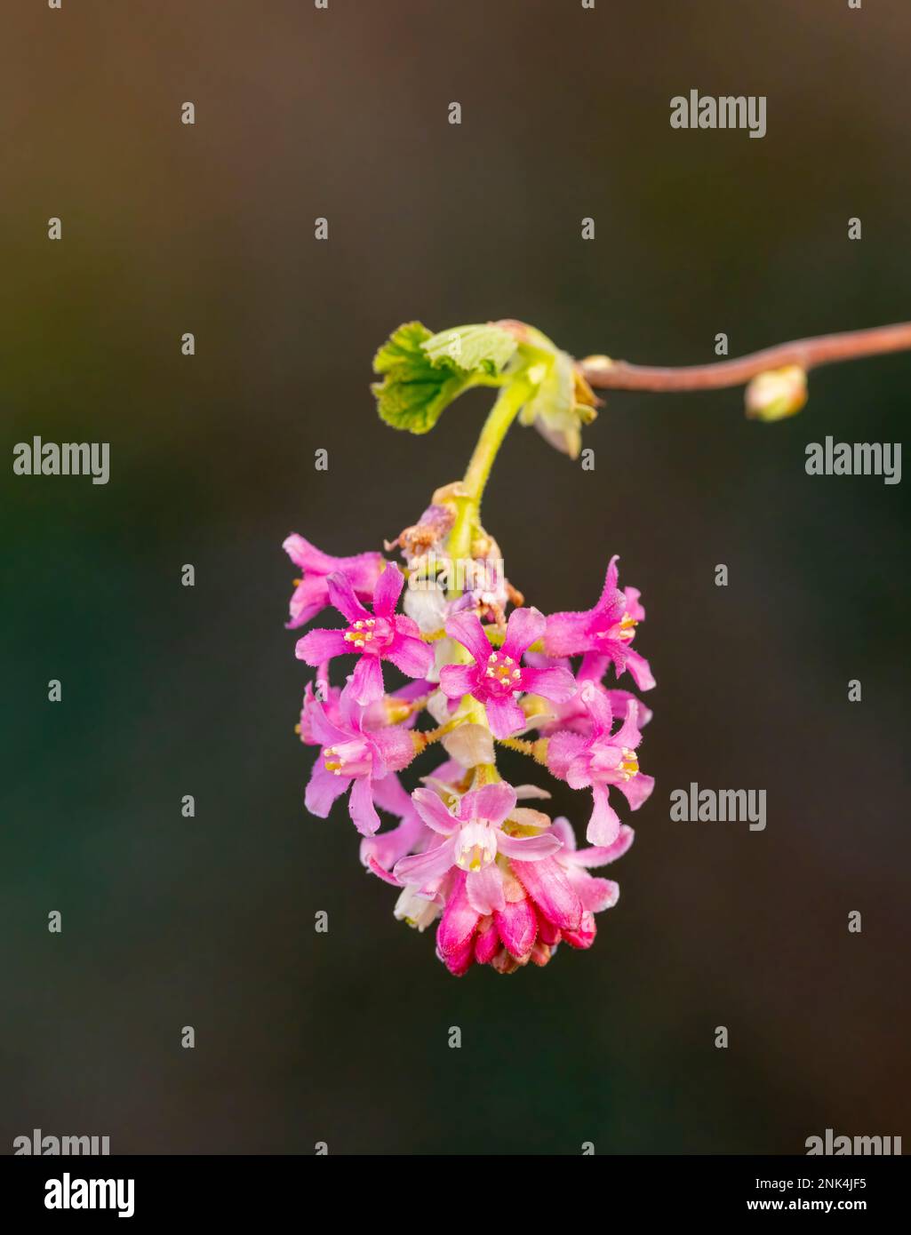 Ribes or Flowering Currant (Ribes sanguineum ) Stock Photo