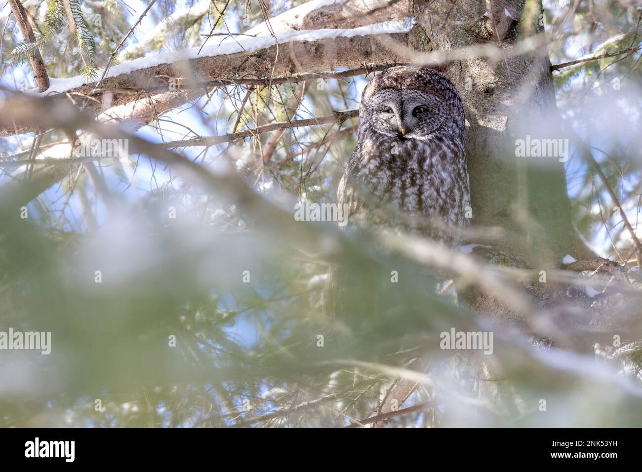 (Ottawa, Canada---17 February 2023) Great Grey Owl roosting in Ottawa. Stock Photo