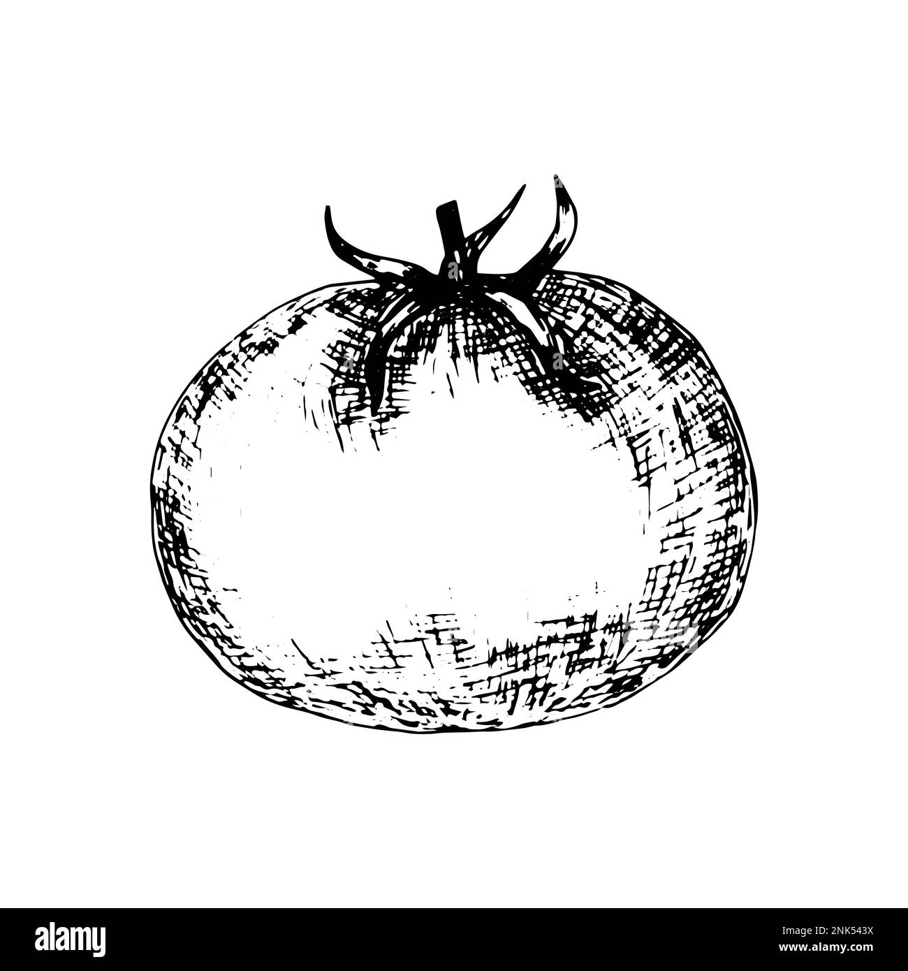 Tomato drawing vintage Cut Out Stock Images & Pictures Alamy