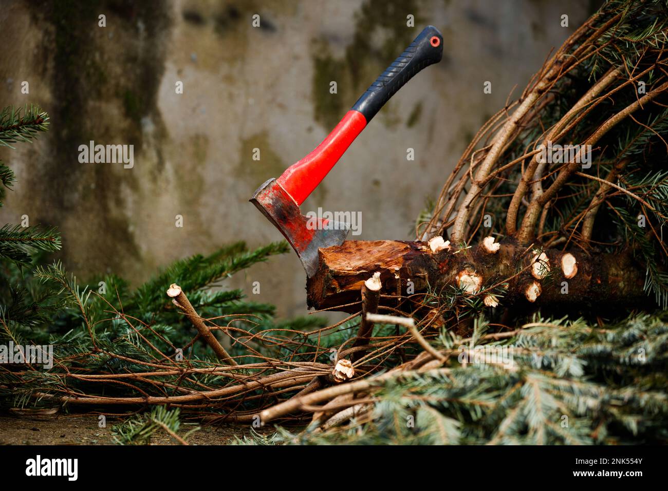 Axe in the Christmas fir tree trunk cut down for celebrations Stock Photo