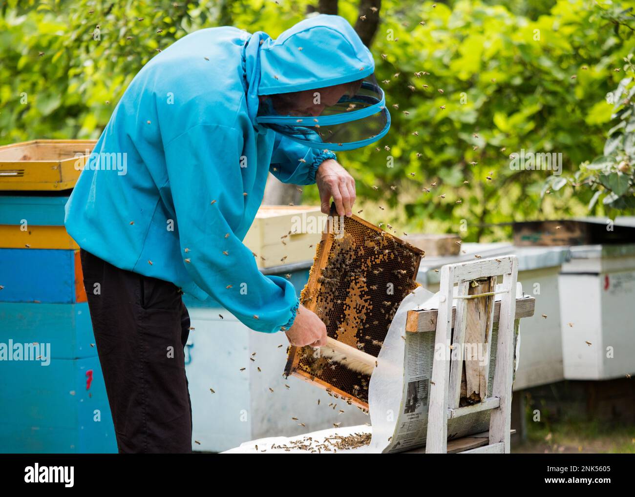 beekeeper shakes bees with frame with single brush to transfer to
