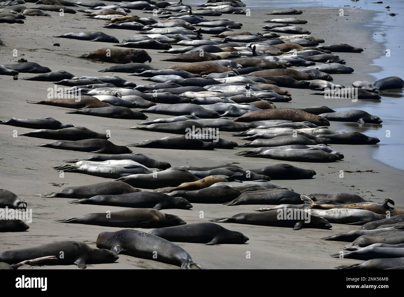 sleeping seals on the californian beach Stock Photo