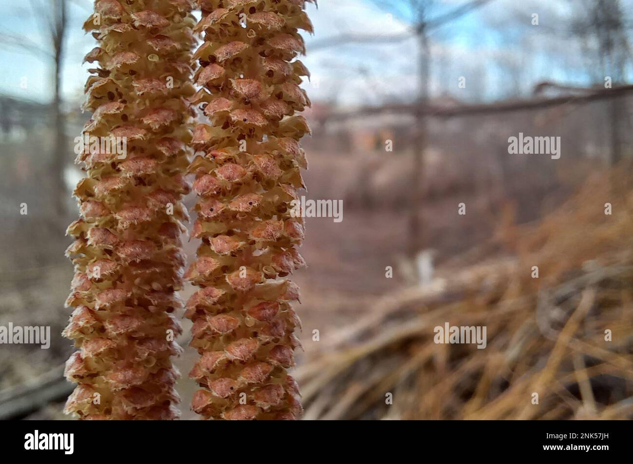 Close-up of the first flowers of the spring in the forest Stock Photo ...