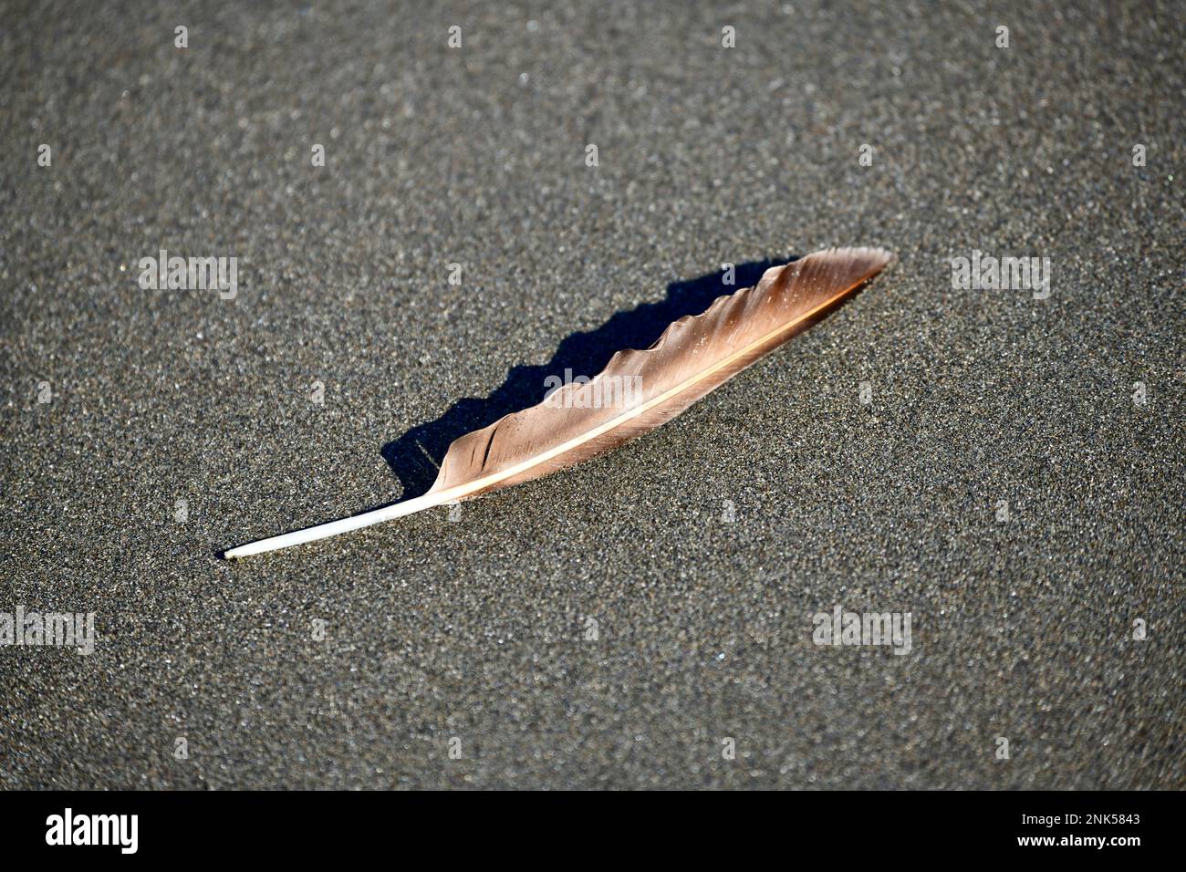 beautiful brown shaded feather on the sand beach Stock Photo