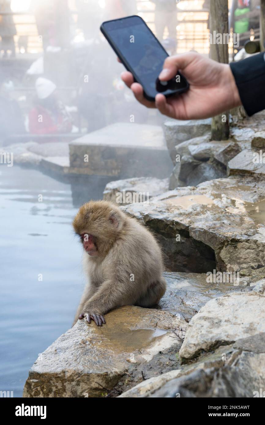 Yamanochi, Nagano Prefecture, Japan. 12th Feb, 2023. A visitor takes a cell phone picture or social media while observing the world famous Nagano Snow Monkeys keeping warm by the volcanic hot springs on a below freezing temperature winter day. Jigokudani Yaen-Koen, or Snow Monkey Park, is a popular tourist destination. Located in the Japanese Alps, visitors can observe the Japanese macaques, or snow monkeys, relaxing in the onsen hot springs during the winter months. Wildlife, nature, winter, zoo, national geographic, over tourism, leave no trace, environment. (Credit Image: © Taidgh Barr Stock Photo