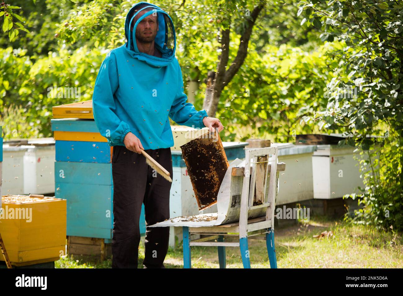 beekeeper shakes bees with frame with single brush to transfer to nucleus box. Artificial