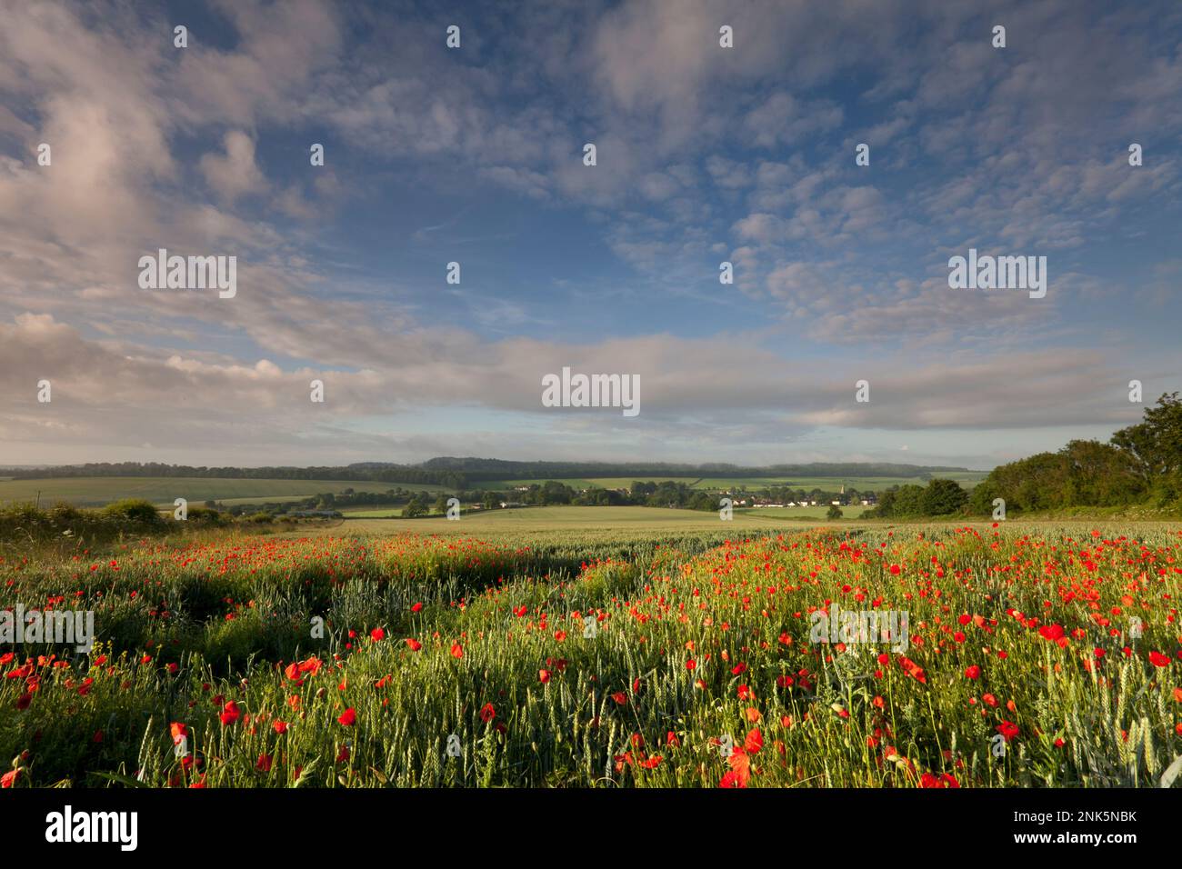 Poppies growing in the corner of a field of wheat near the village of Hindon in Wiltshire. Stock Photo