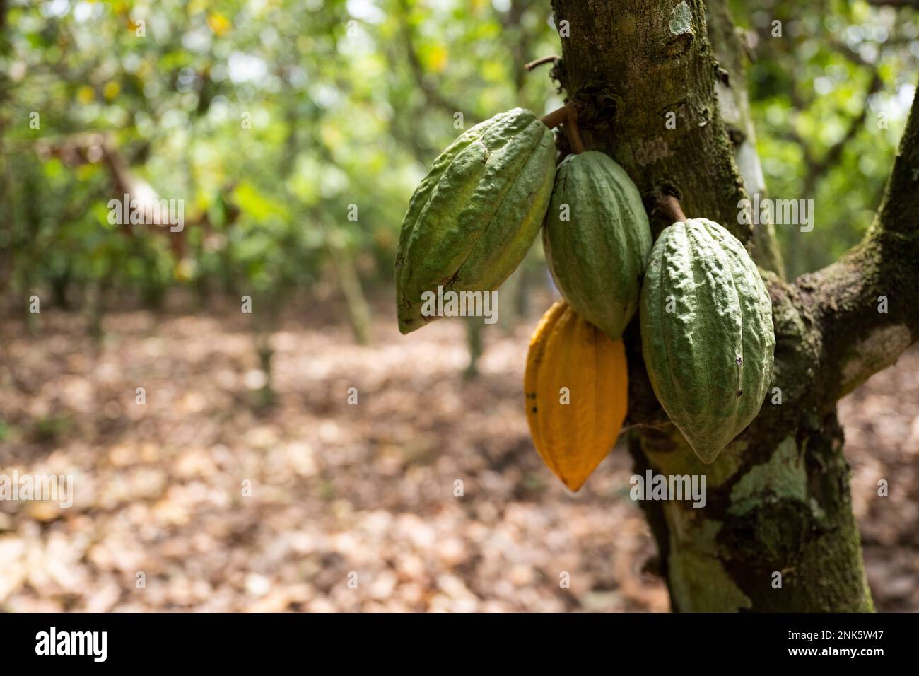 Agboville, Ivory Coast. 23rd Feb, 2023. Cocoa pods hang from a tree on a cocoa plantation. The yellow pod is ready for harvesting. Federal Minister of Labor Heil and Federal Minister for Economic Cooperation and Development Schulze visit Ghana and the Ivory Coast. Credit: Christophe Gateau/dpa/Alamy Live News Stock Photo