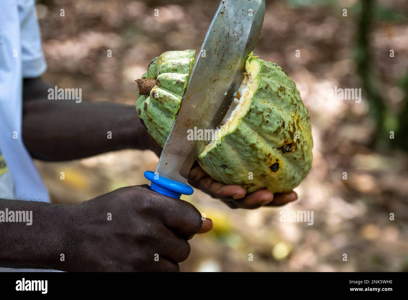 Agboville, Ivory Coast. 23rd Feb, 2023. A farmer opens a cocoa pod on a cocoa plantation. Federal Minister of Labor Heil and Federal Minister for Economic Cooperation and Development Schulze visit Ghana and Côte d'Ivoire. Credit: Christophe Gateau/dpa/Alamy Live News Stock Photo