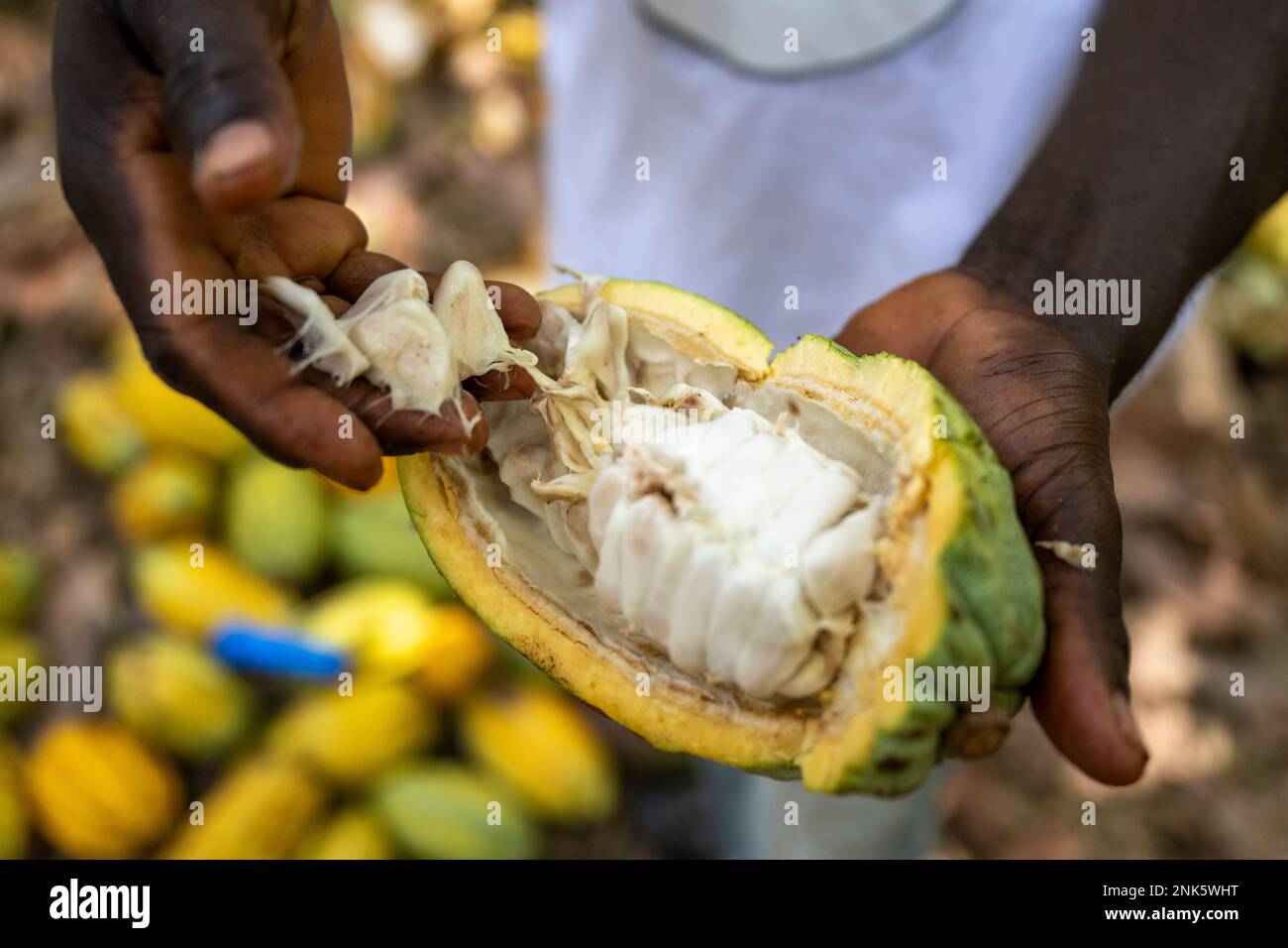 Agboville, Ivory Coast. 23rd Feb, 2023. A farmer shows an open cocoa pod on a cocoa plantation. Federal Minister of Labor Heil and Federal Minister for Economic Cooperation and Development Schulze visit Ghana and Côte d'Ivoire. Credit: Christophe Gateau/dpa/Alamy Live News Stock Photo