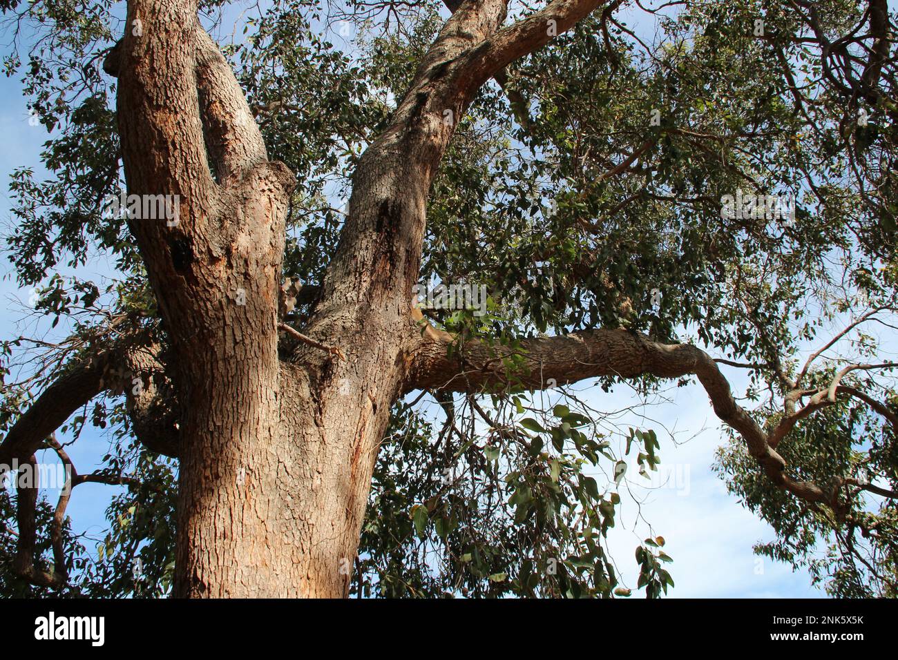 Powderbark Tree Eucalyptus in park perth hi-res stock photography and images - Alamy
