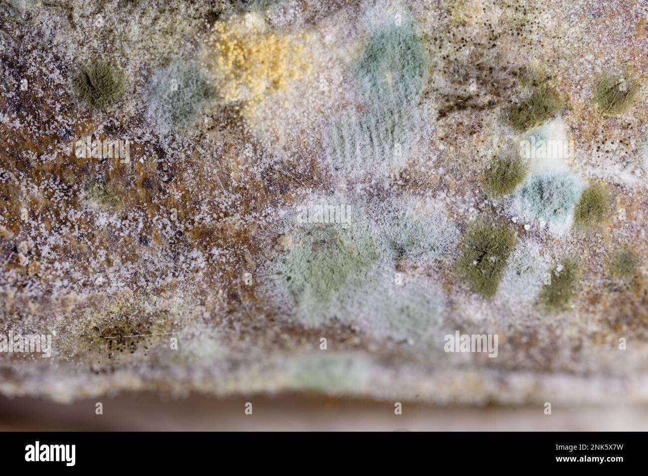 Close view of moldy bread. Macro. Colorful moldy bread. SDOF Stock Photo
