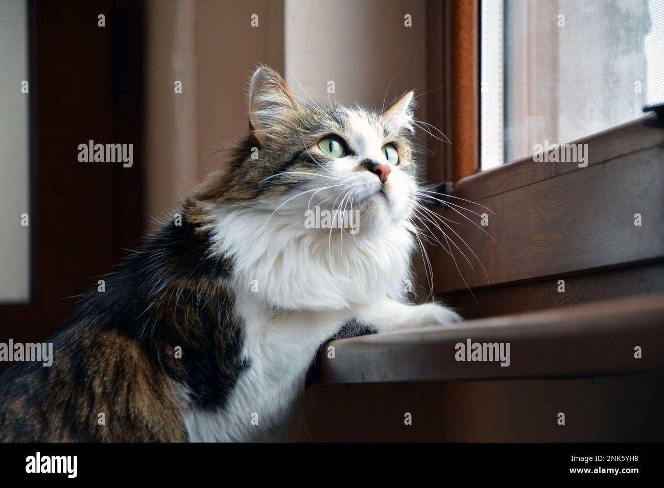 Closeup of a cute tabby domestic cat with long fur and green eyes sitting next to a window and staring at something outside Stock Photo