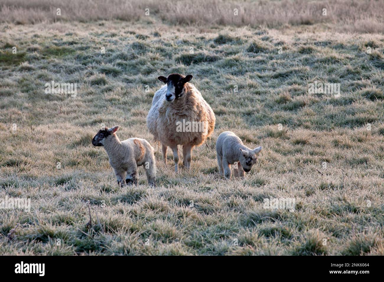 A Ewe and lambs in the frost at Sutton Mandeville, near Tisbury in Wiltshire. Stock Photo