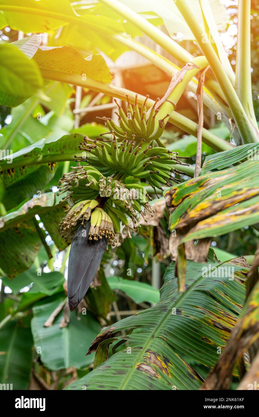 Stem of banana tree with plants on bright sunny day Stock Photo