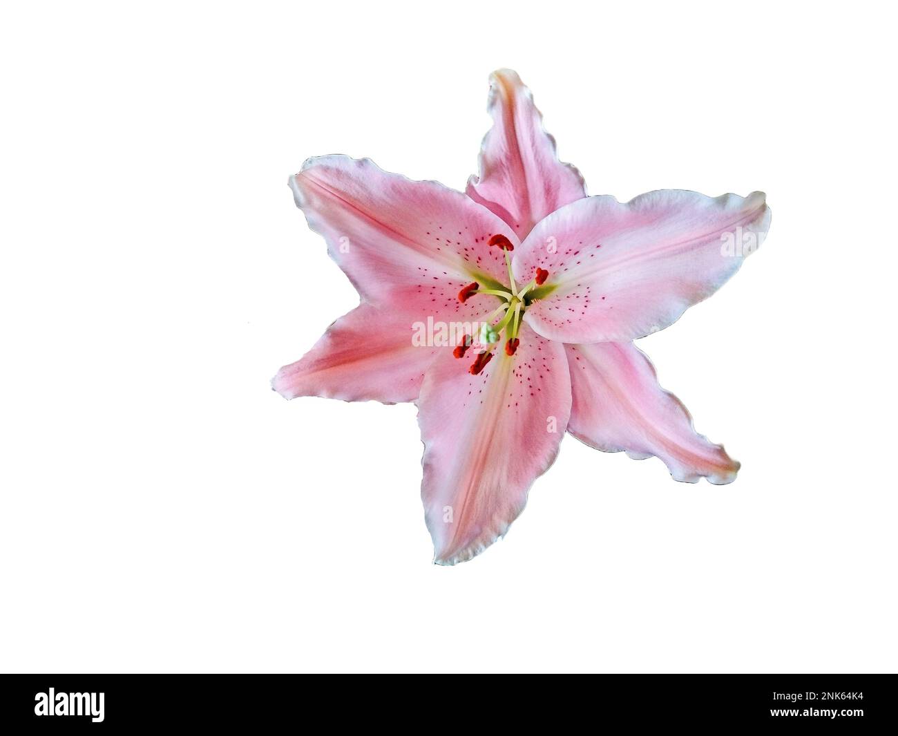 beautiful pink lily flower isolated on white background Stock Photo - Alamy