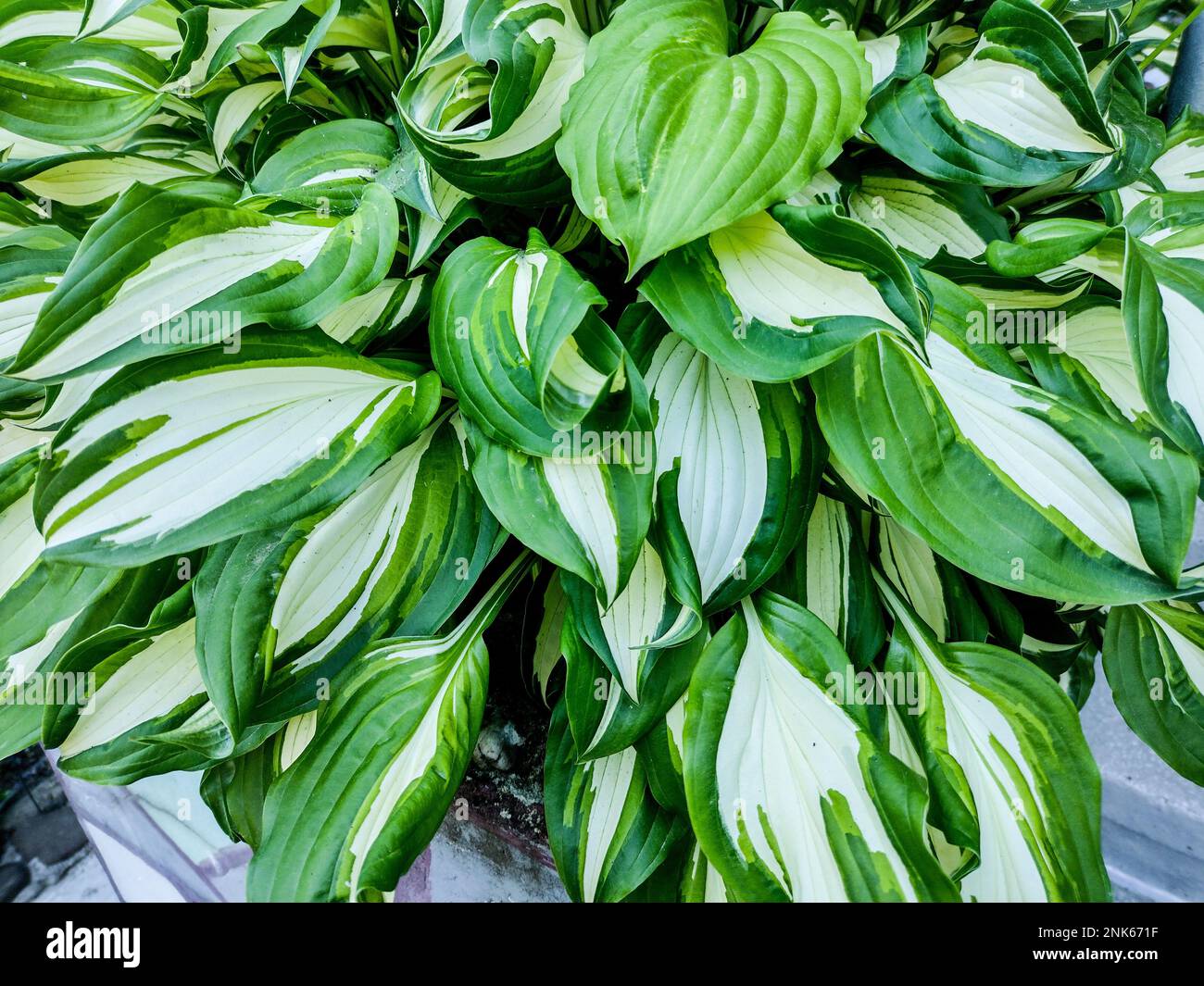 August-lily (Hosta plantaginea) plant Stock Photo