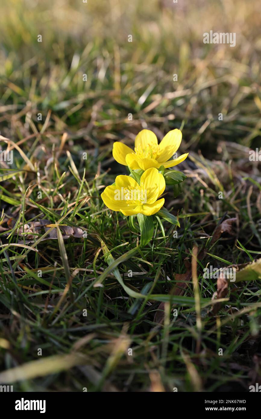 Blume Gelb RMU Foto Stock Photo