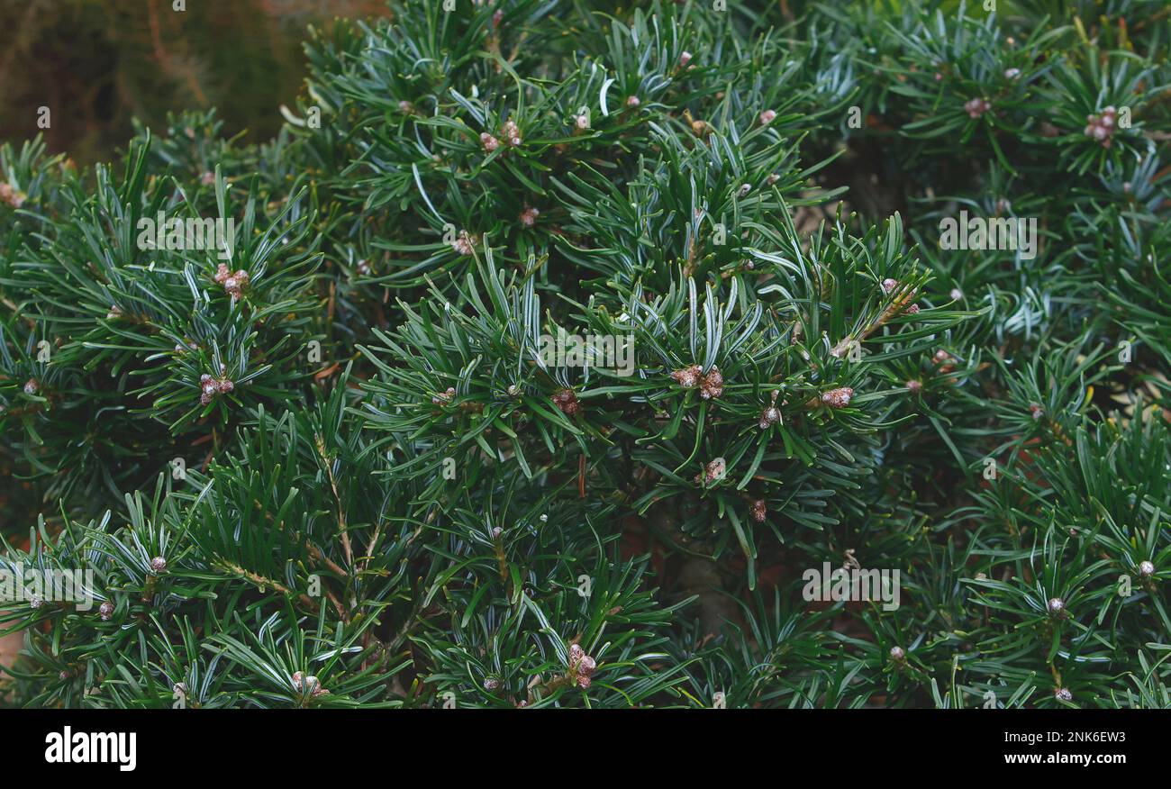 Closeup of the evergreen slow and low growing conifer Thujopsis dolabrata Kruger's Findling Stock Photo