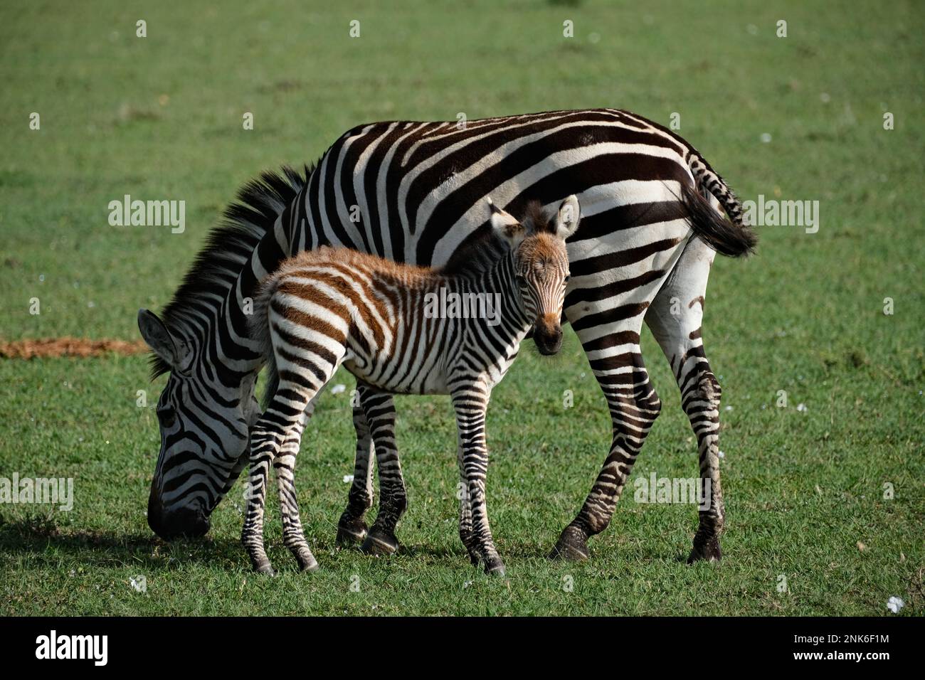Female zebra with foal in Naboisho Conservancy, Kenya Stock Photo Alamy