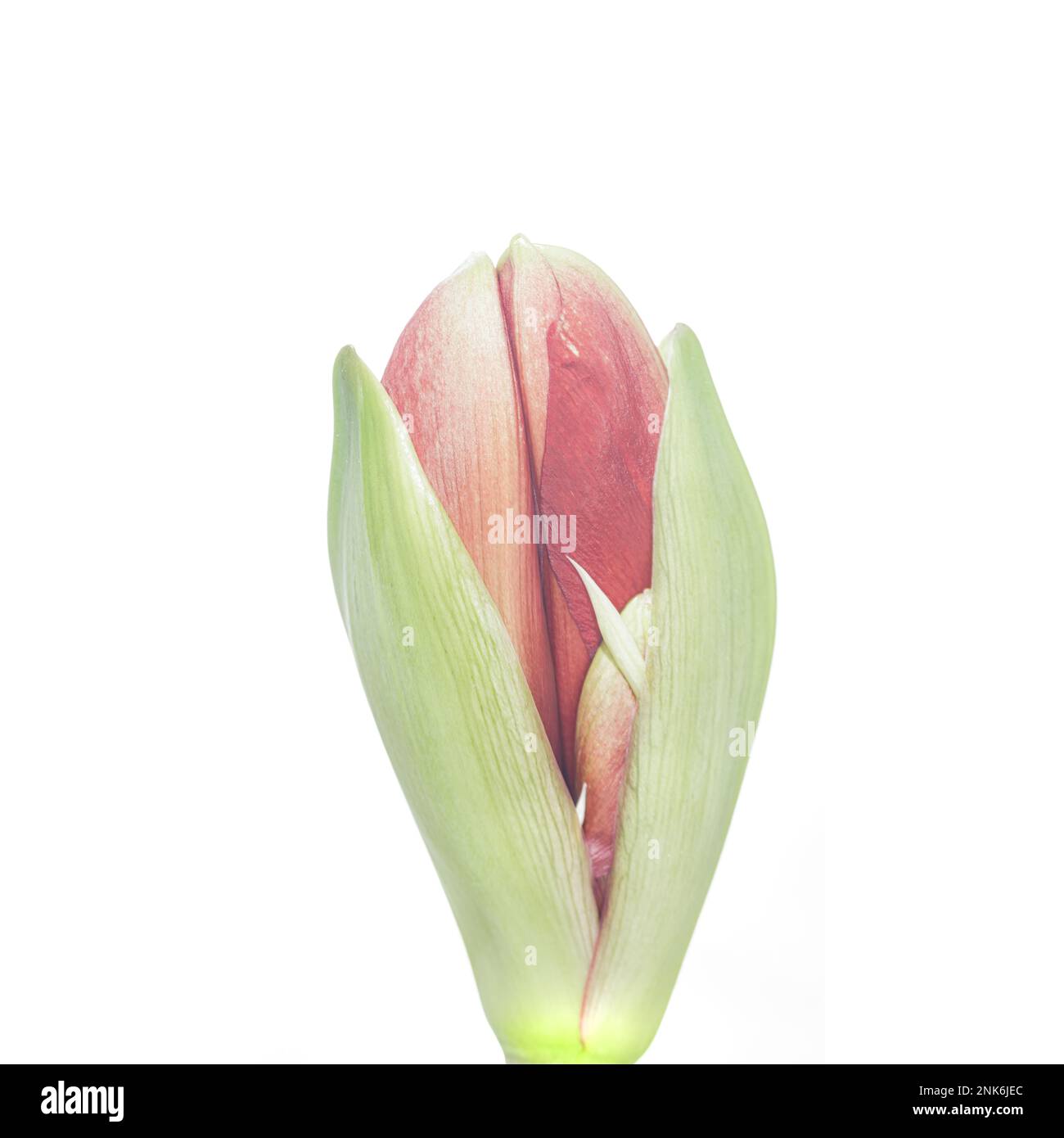 A square photo of a budding red amarillus flower against a white background Stock Photo
