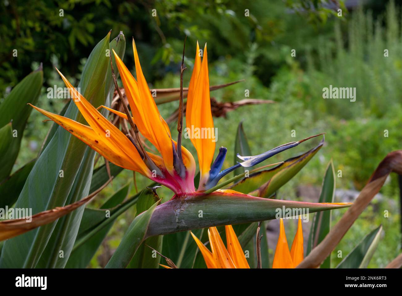 Bird of Paradise Flower taken in the Kirstenbosch National Gardens