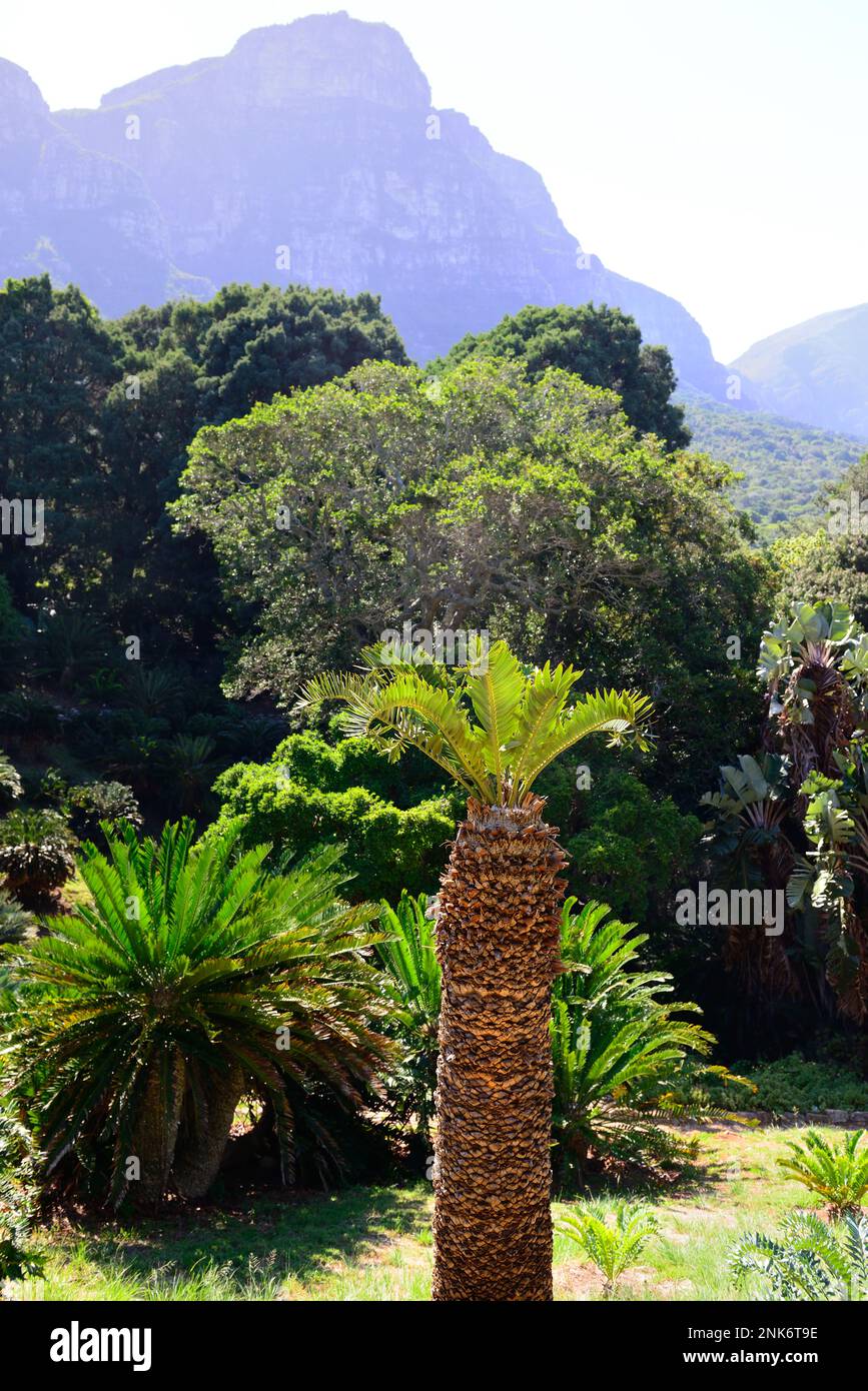 Tree ferns in the Kirstenbosch National Botanical Gardens, Cape Town, South Africa with the eastern slopes of Table Mountain providing a backdrop Stock Photo